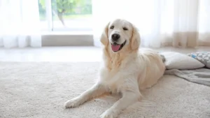 Carpet Installation 1 Golden retriever resting on pet-friendly carpet flooring in a home